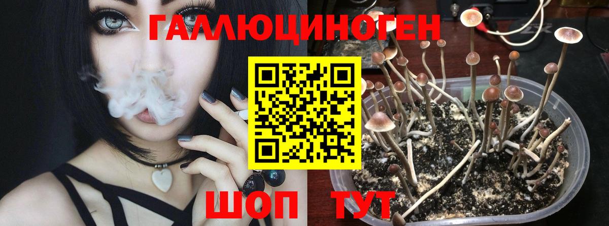 Псилоцибиновые грибы мицелий Тутаев